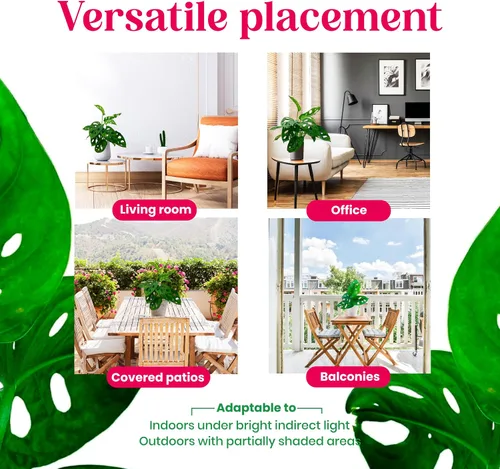 Vista 7 de BubbleBlooms Planta de queso suizo Monstera Adansonii, vive en una maceta de 4 pulgadas por BubbleBlooms