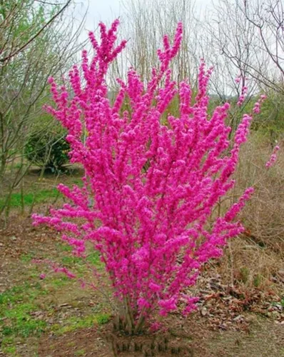 Vista 6 de 50 semillas de árbol Redbud Arbusto Cercis o Bonsái Rosa Púrpura Flor Semillas Raras