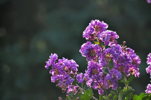 Vista 6 de 35 Lila Claro Púrpura Crepe Mirto Lagerstroemia Arbusto Floración Arbusto Semillas de árbol pequeño