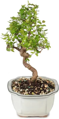 Vista 2 de Brussel's Bonsai Árbol bonsái de ciruela dulce china viva, 5 años, 6 a 10 pulgadas, bonsái de interior en maceta de bonsái de cerámica