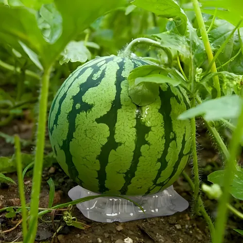 Vista 5 de 30 piezas de plástico para melón soporte de sandía transparente, soporte de melón, soporte de melón, soporte de melón, estante de protección
