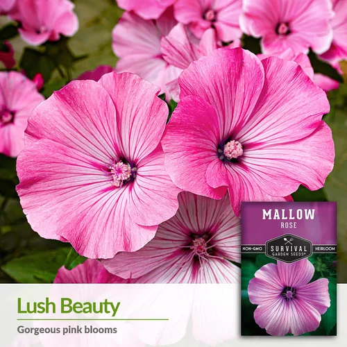 Vista 3 de Survival Garden Seeds - Semilla de malva rosa para plantar - Paquete con instrucciones para plantar y cultivar flores silvestres nativas