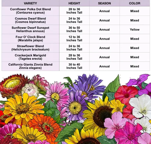 Vista 7 de Seed Needs Semillas de flores de jardín, flores grandes, mezcla de colibrí y mariposa, 1 onza sin relleno, 7 variedades de polinización abierta