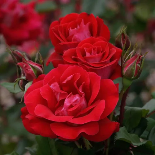 Vista 3 de SPRING HILL NURSERIES - Take It Easy - Rosa de árbol de raíz desnuda inactiva de 24 pulgadas (paquete de 1)