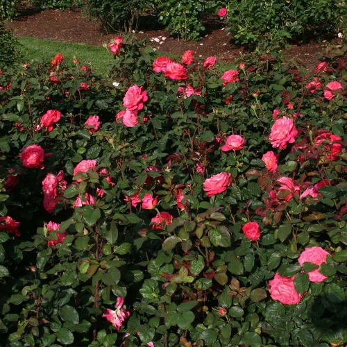 Vista 8 de Heirloom Roses Rose Plant - Star of The Nile™ Pink Rose Bush, planta viva arbusto para plantar al aire libre