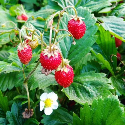 Vista 4 de Semillas Alpine Strawberry Aleksandria Red Everbearing Bayas de interior Frutas para plantar sin OMG