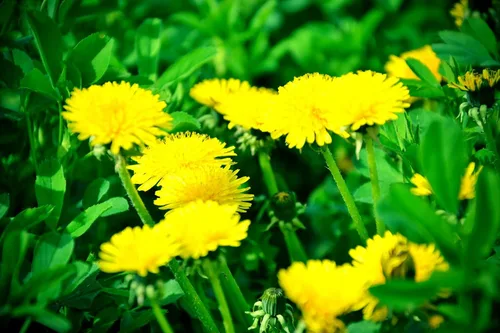 Vista 2 de 500 semillas de hierbas de diente de león para plantar, flores de hierbas perennes Taraxacum officinale