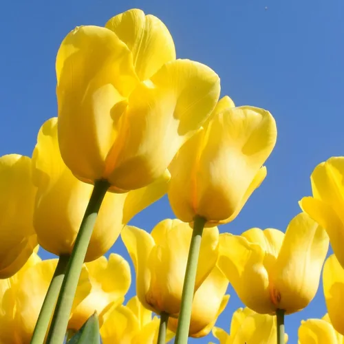 Vista 6 de Bulbos de floración de primavera de tulipán perenne amarillo dorado gigante (6)