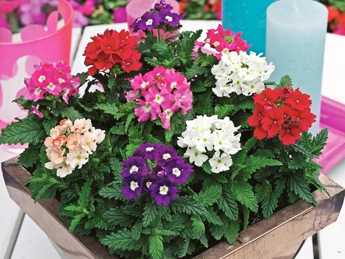 Vista 6 de Semillas Flores Verbena Hybrid Mix - 125 Semillas
