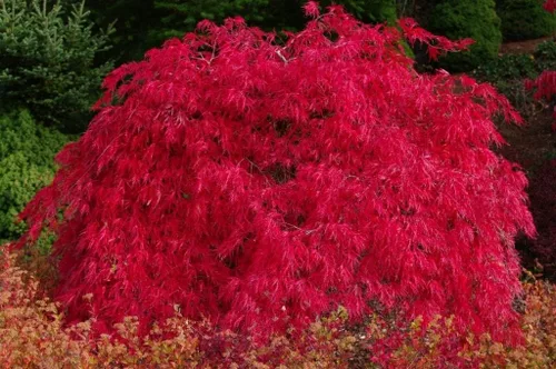 Vista 2 de Planta viva de 2 años de arce japonés de hoja de encaje llorón del dragón rojo