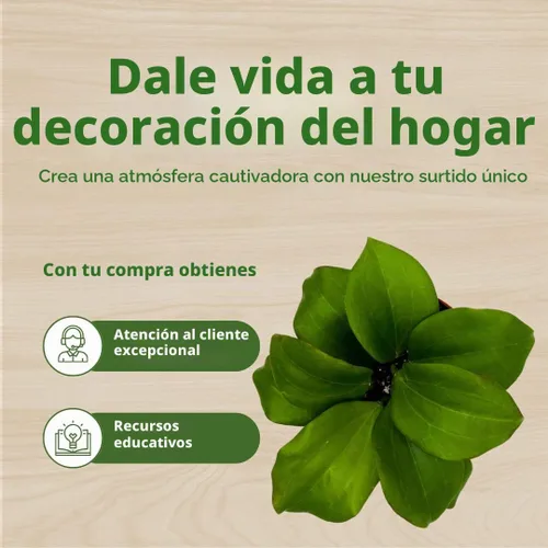 Vista 7 de BubbleBlooms Hoya Quinquenervia 4 pulgadas