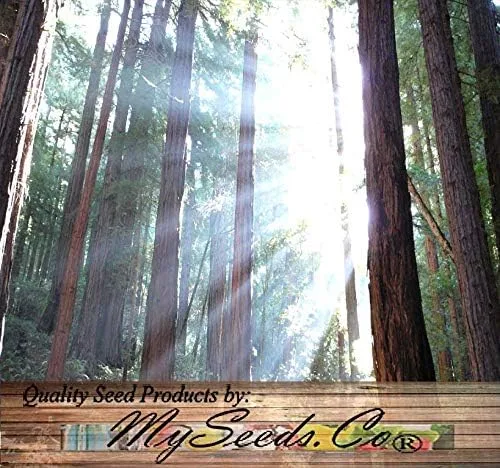 Vista 7 de Big Pack by MySeeds.Co