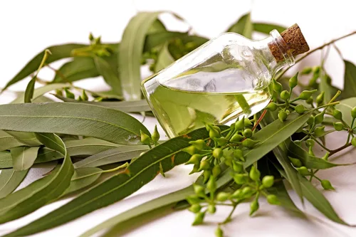 Vista 4 de Aceite esencial de eucalipto 100% puro (1 galón) – Aceite de globulus prémium a granel para salas de vapor de spa, saunas y difusores