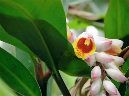 Vista 3 de 5 semillas de hierba KAT Jengibre Rosa y Amarillo Alpinia Katsumadai Hayata Flower