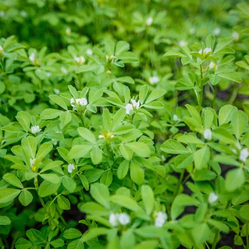 Vista 7 de Outsidepride Semillas de fenogreco y microgreens - 1000 unidades. Semillas anuales, versátiles y fáciles de cultivar, semillas de hierbas