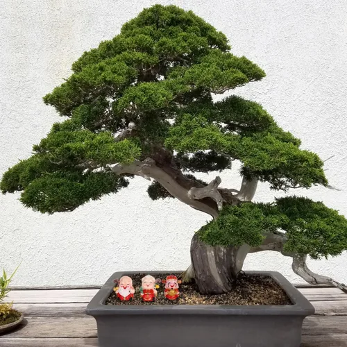 Vista 4 de 3 mini figuras CAI Shen Dios de la riqueza Dios de la Longevidad Estatua de pareja de ancianos Estatua miniatura de pareja 2024 Año Nuevo chino