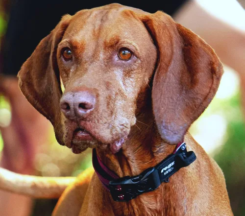 Vista 2 de Rogz Airtech Classic Collar para Perro Mediano - Ocre Quemado