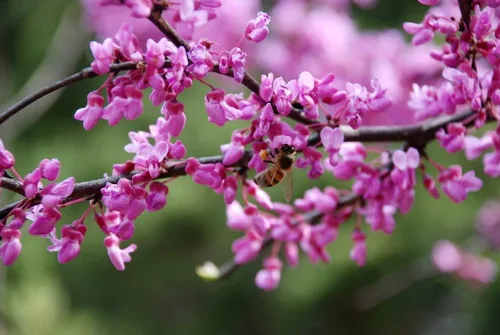 Vista 4 de Judas Tree of Love Seeds European Redbud Tree Bonsai Sakura 15 semillas para plantar