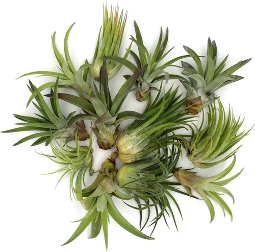 Vista 7 de Juego de terrario de cuenco de montaña de cristal de 6 pulgadas con arena, copos dorados y 3 plantas de aire Tillandsia vivas para jardines