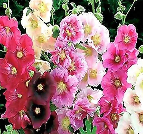 Vista 14 de Big Pack - Semillas de cohete de Dama (40,000 semillas) - Hesperis matronalis aka Queen's Gilliflower - Semillas de flores comestibles