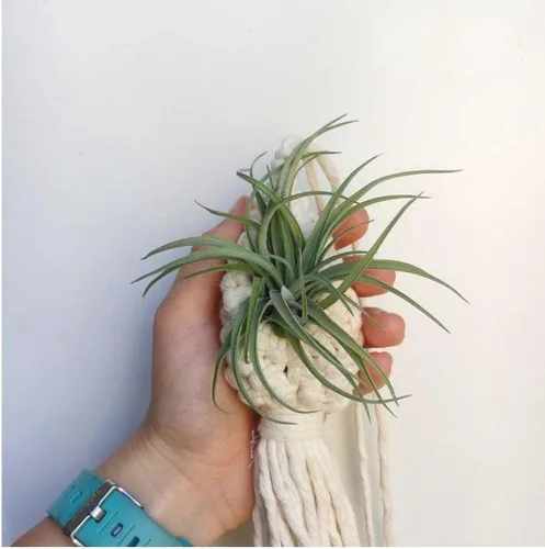 Vista 2 de 2 soportes para plantas de aire de macramé, cordón de algodón, colgador de plantas de aire, mini macetas colgantes para decoración de dormitorio