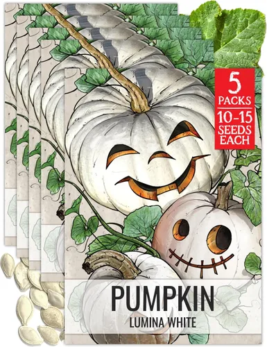 Vista 24 de Seed Needs Semillas de calabaza para plantar calabazas pequeñas de tarta de azúcar, semillas de verduras sin OMG y sin tratar para plantar un huerto