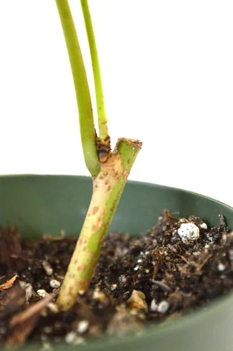 Vista 4 de Planta de mora enana, de producción continua. (Morus Nigra) Fruta Dulce. Bote de 4 pulgadas.