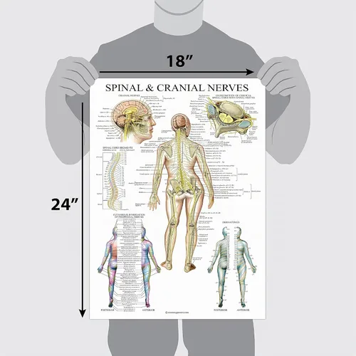 Vista 2 de Palace Learning Gráfico anatómico de nervios espinales - Póster de anatomía del sistema nervioso craneal y columna vertebral (con dermatomas)