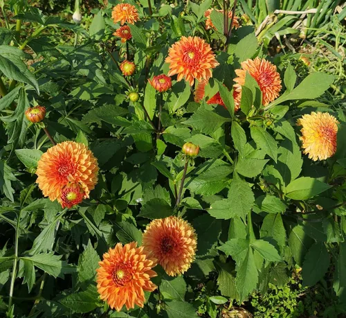 Vista 3 de Mezcla rara Dalia Pompon Semillas de flores Coloridas Variabilis Hermosa planta anual de césped al aire libre Bonsái Semillas Floración Floración