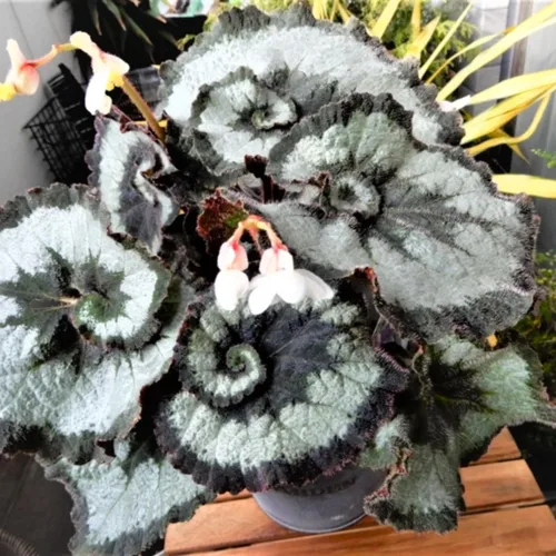 Vista 2 de Combo de 3 plantas de ala de ángel de begonia a lunares, planta viva de begonia maculata, plantas vivas de begonias al aire libre, 4 a 8 pulgadas