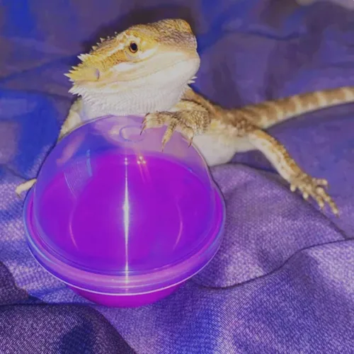 Vista 9 de 6 juguetes de alimentación de dragón barbudo, bolas interactivas de comida para lagartos, geckos y mascotas pequeñas