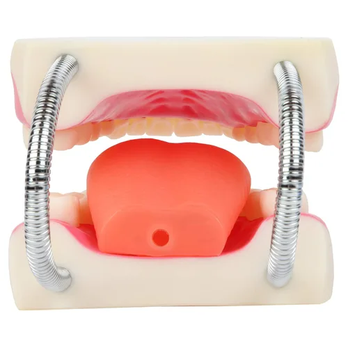 Vista 5 de Modelo de cepillado de dientes, 3 veces ampliado con cepillo gigante modelo de dientes de cuidado bucal, muelas del juicio, kit de dentista