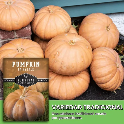 Vista 4 de Semillas de calabaza de cuento de hadas para plantar - 1 paquete Heirloom Musquée de Provence Pumpkins for Storage, Pies, Soups, Fall Décor