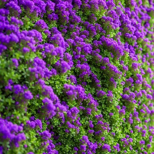 Vista 4 de Más de 2000 semillas de tomillo rastrero púrpura raras - Plantas de cobertura del suelo de reliquia