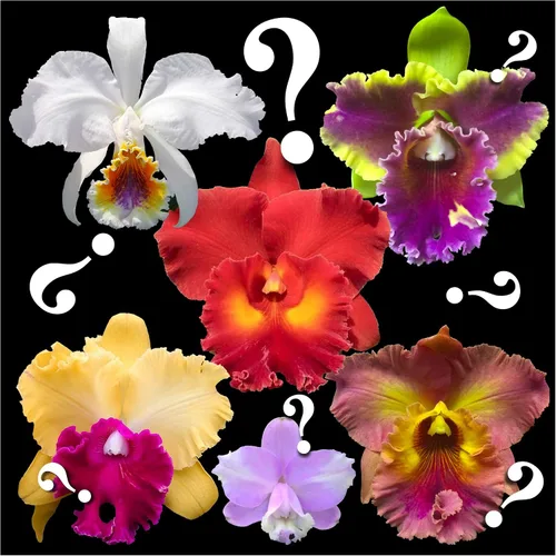 Vista 3 de Misterio"/Orquídeas Cattleya sin nombre: gran variedad, fácil de cultivar, grandes flores, muchas fragantes