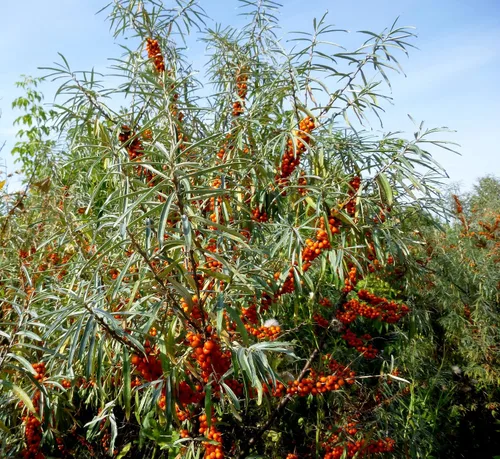 Vista 2 de Sea Buckthorn 100 Seeds (Hippophae rhamnoides) Heirloom - Open Pollinated