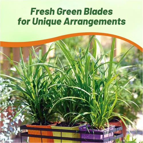 Vista 6 de Outsidepride - 100 semillas de la hierba ornamental perenne cárice llorón (Carex pendula [Fresh Look]) para sembrar