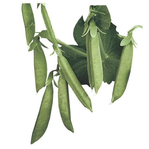 Vista 2 de Park Seed Champion of England' Heirloom Pea Seeds, paquete de 50 semillas