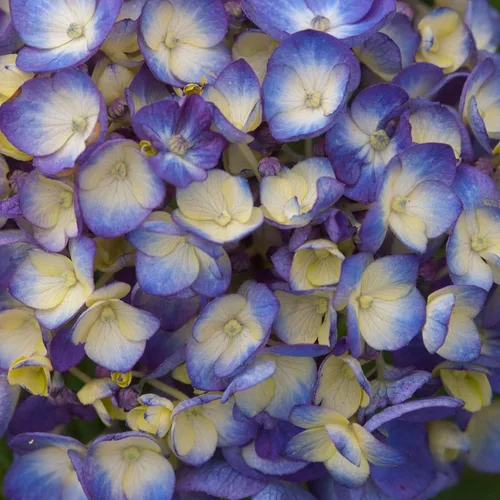 Vista 5 de Endless Summer BloomStruck - Hortensia de hoja grande, arbusto de flores