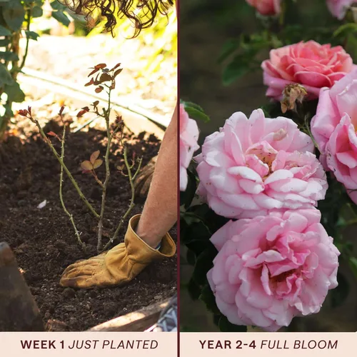 Vista 3 de Rosas trepadoras de reliquia, planta de raíz propia viva para jardín al aire libre, Aloha, muy fragantes, zonas de rusticidad 5 a 10, floración