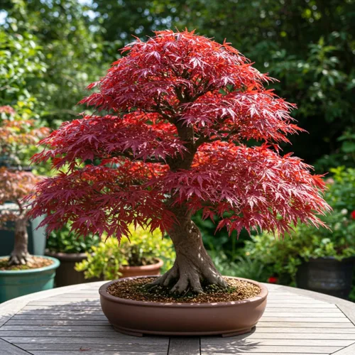 Vista 5 de Semillas de árbol de bonsái, arce rojo japonés, más de 20 semillas, muy apreciadas para bonsái, semillas de arce japonés (ACER palmatum) 20+semillas