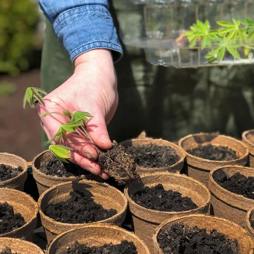 Vista 9 de Jiffy Macetas de turba biodegradables para plántulas, 5 pulgadas, paquete