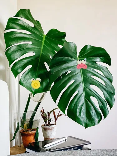 Vista 7 de Imanes de plantas, Googly Eyes imanes de plantas para plantas en maceta, dijes de plantas para regalos de plantas, juego de 7