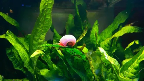 Vista 2 de ¡Más de 9 caracoles Ramshorn vivos para acuario o estanque, limpieza de algas! ¡Envío diario!