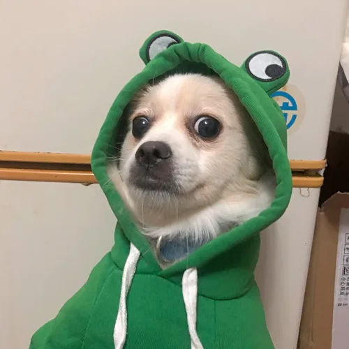 Vista 3 de Ropa cálida de invierno para perros, con forma de rana, color verde Verde (Green Frog)