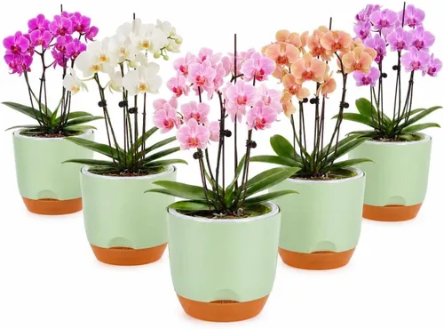 Vista 27 de QCQHDU 2 Pack 5.7 Inch Orchid Pots with Holes for Repotting, Double-Layer and Self Watering Orchid Pot with Good Air Circulation Verde