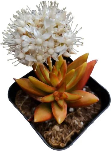 Vista 4 de Plantas suculentas vivas Plantas Sedum (maceta Clavatum de 2")