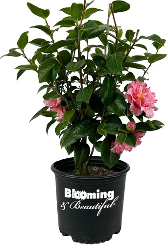 Vista 19 de Camelia, arbusto floreciente de hoja perenne viva, 3 galones