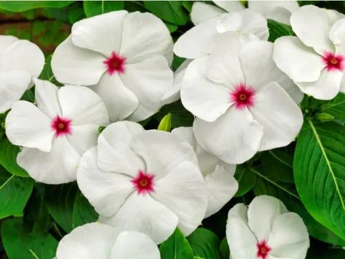 Vista 4 de 1200 Semillas de bígaro Madagascar Mix Flores Perennes - Catharanthus roseus Vinca Bígaro Rosa