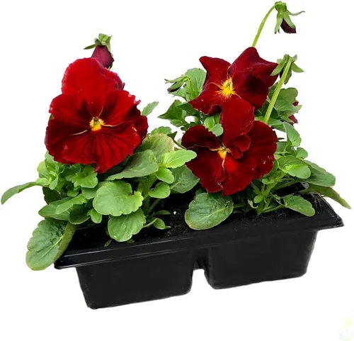 Vista 8 de Semillas de Viola Arkwright Ruby Viola Cornuta Pansies Red 40+ Semillas para plantar Planta de Floración Larga